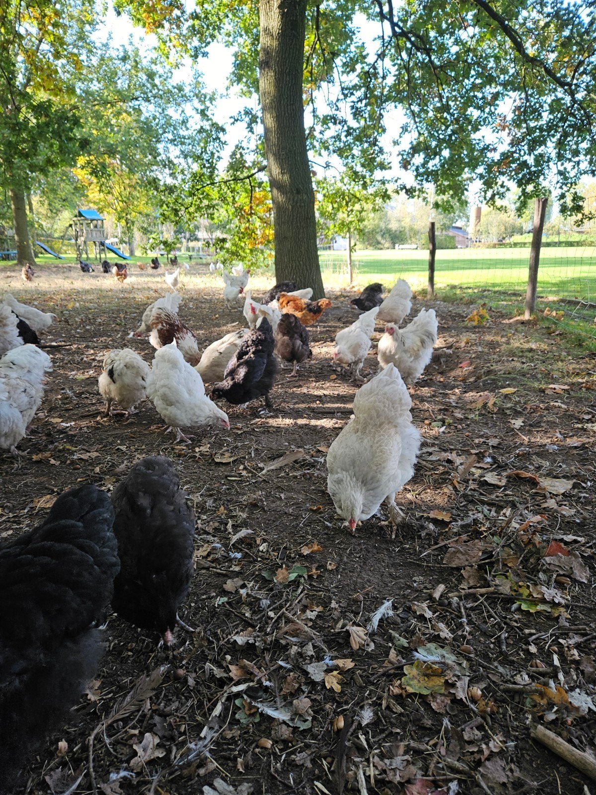 mooie grote orpington en Brahma kippen, Dieren en Toebehoren, Vrouwelijk, Kip