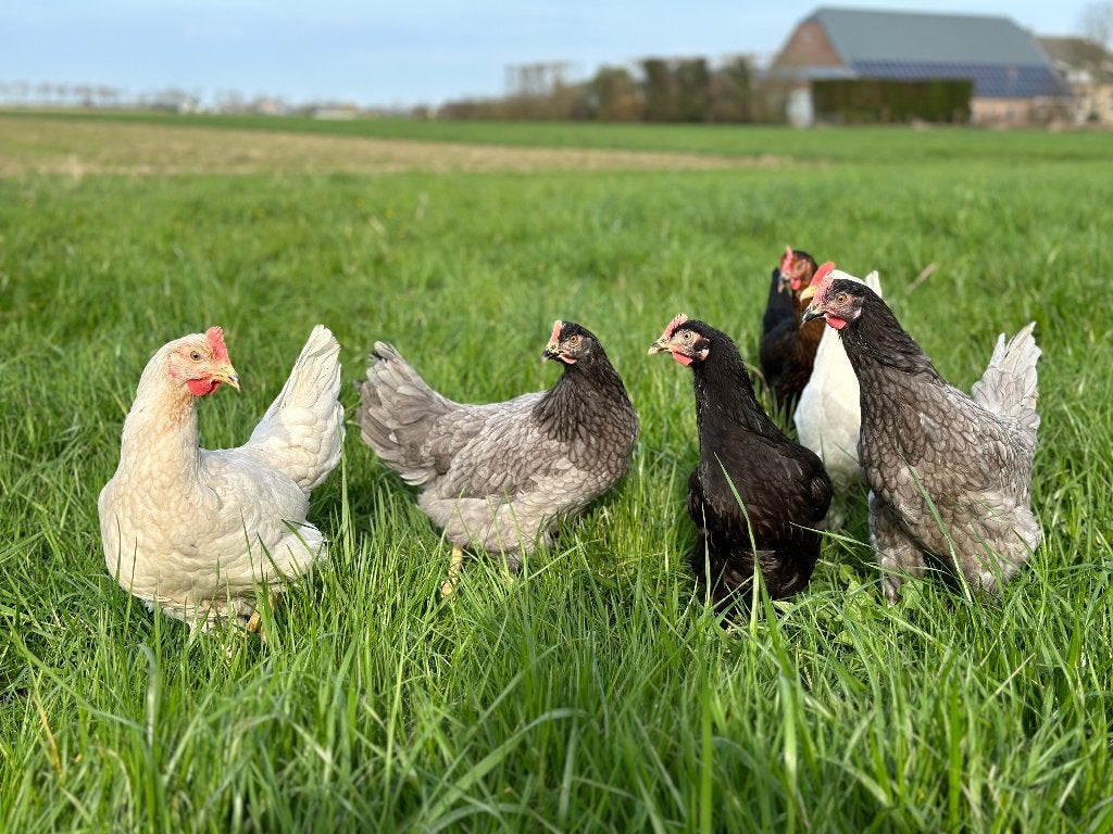 Jonge tamme Groenleggers gesekst en ingeënt, Dieren en Toebehoren, Pluimvee, Vrouwelijk, Kip