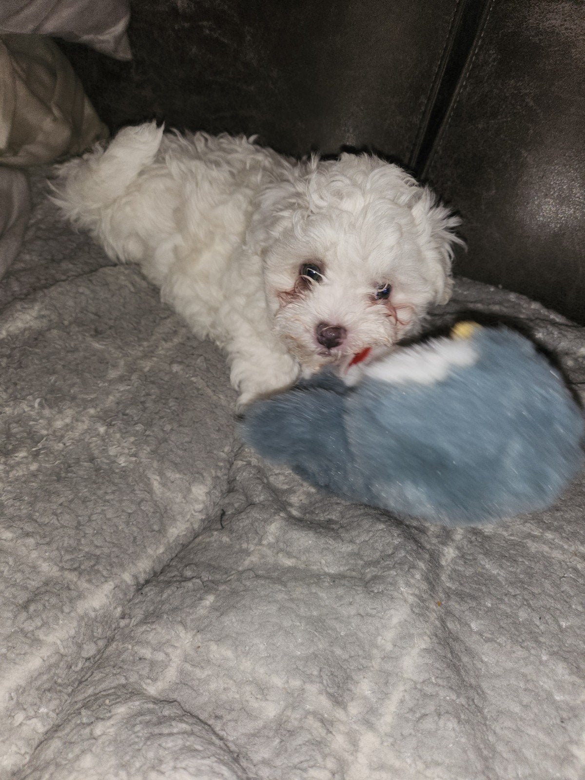 Prachtige superschattige Maltipoo pups te koop, 8 tot 15 weken, CDV (hondenziekte), Meerdere, Nederland