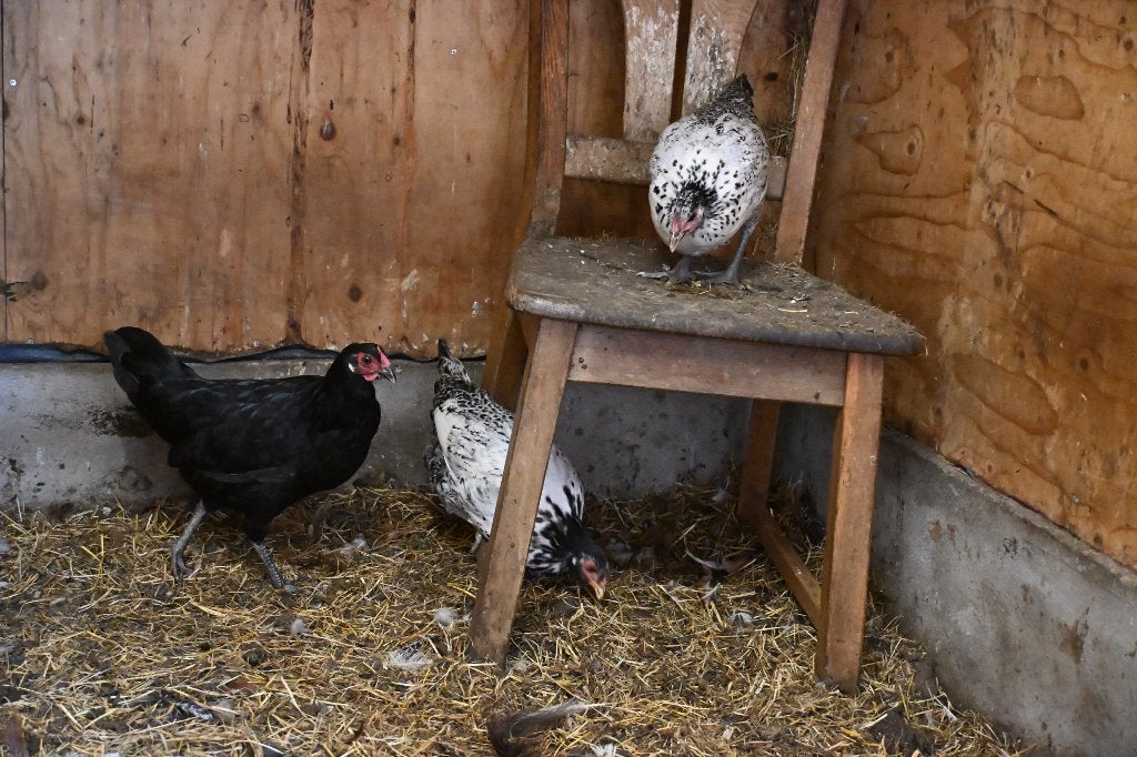 3 jonge kippen bijna aan de leg, Dieren en Toebehoren, Pluimvee, Vrouwelijk, Kip