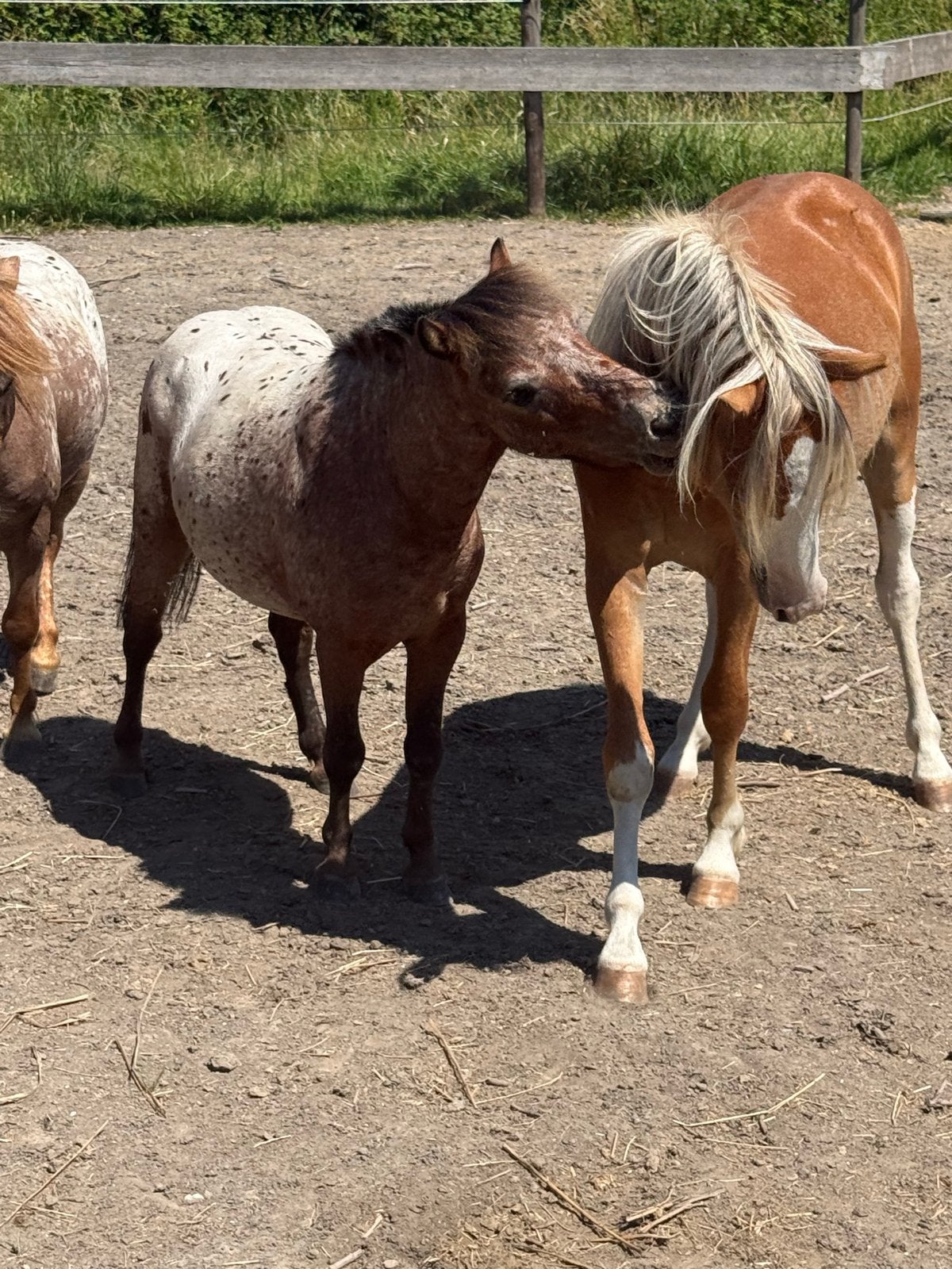 Welsh A/B pony, Dieren en Toebehoren, Paarden, Met stamboom, Minder dan 160 cm, 0 tot 2 jaar, Hengst