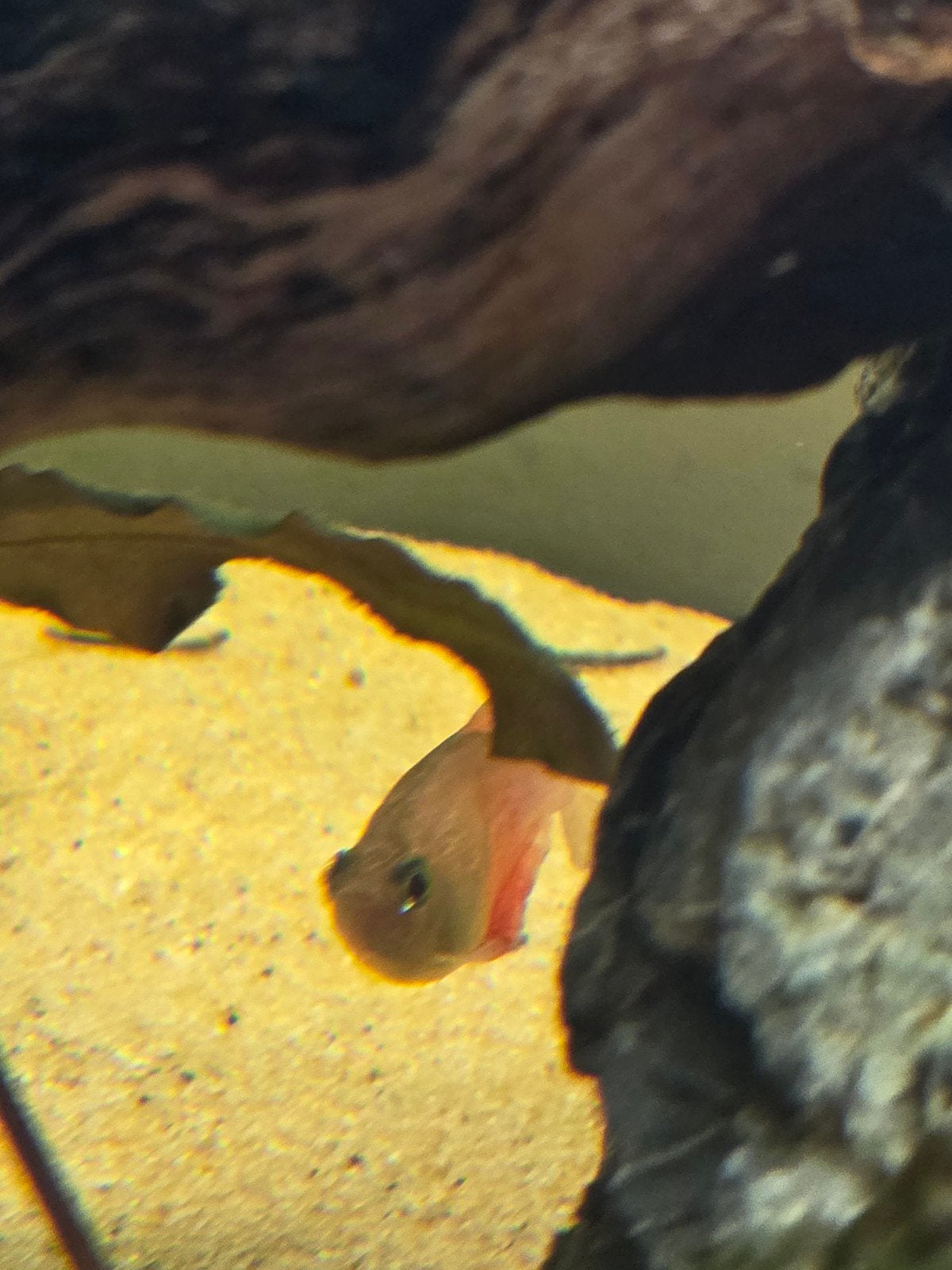 Gezonde Rode Rio's (Hyphessobrycon flammeus) te koop, Vis