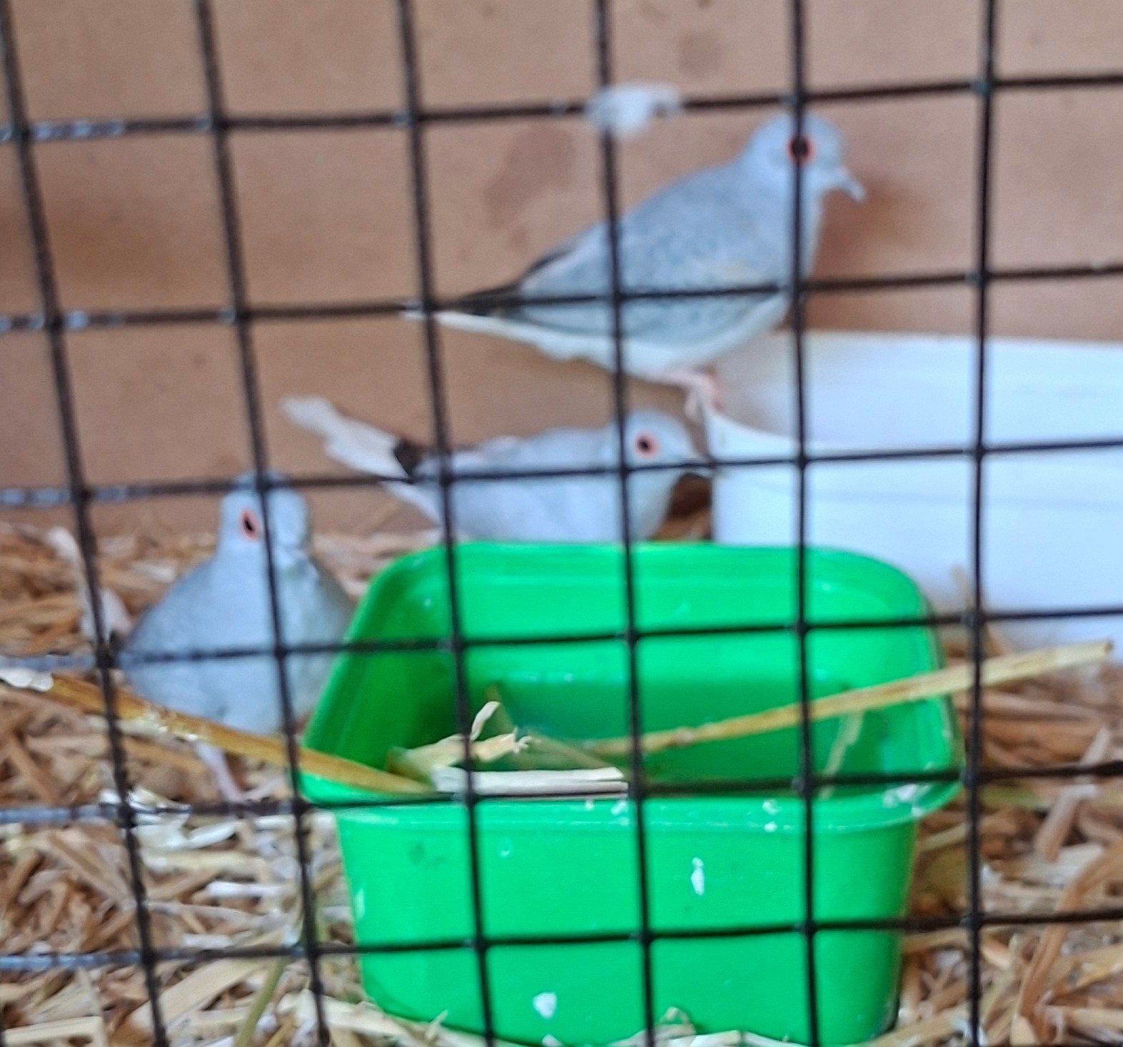 jonge diamant duifjes, Dieren en Toebehoren, Vogels | Overige Vogels, Meerdere dieren