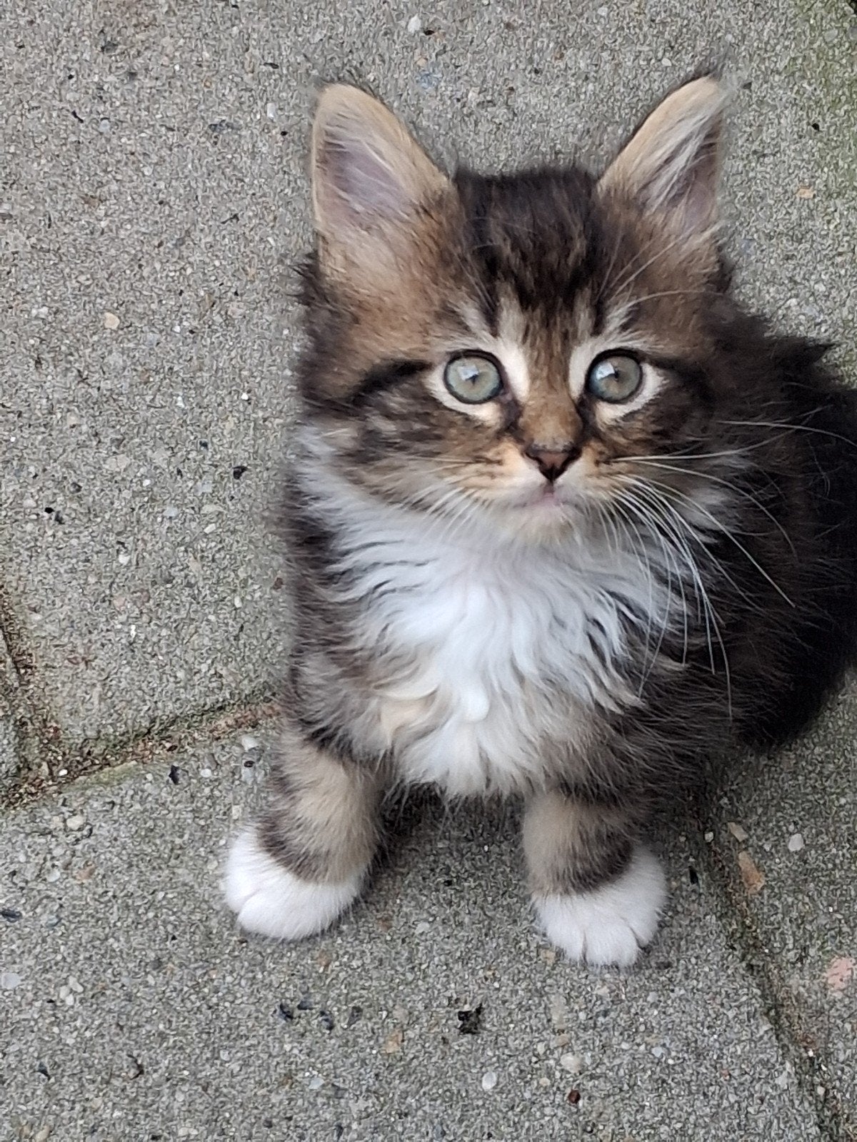 Lief maine coon kitten, Dieren en Toebehoren, Katten en Kittens | Raskatten | Langhaar, Poes, Met stamboom