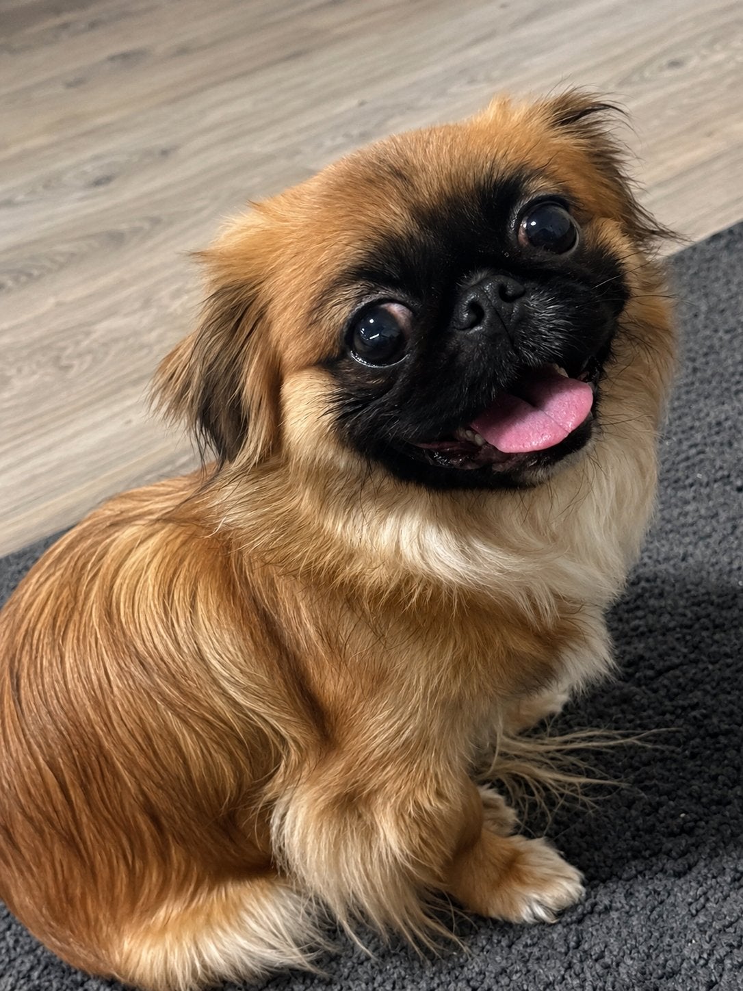 Prachtige Pekinees teefje 1,5 j, 1 tot 2 jaar, Teef, Parvo, Eén hond