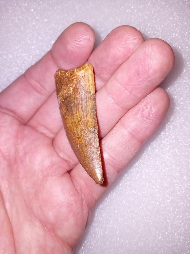 Carcharodontosaurus tand, Ophalen of Verzenden, Fossiel