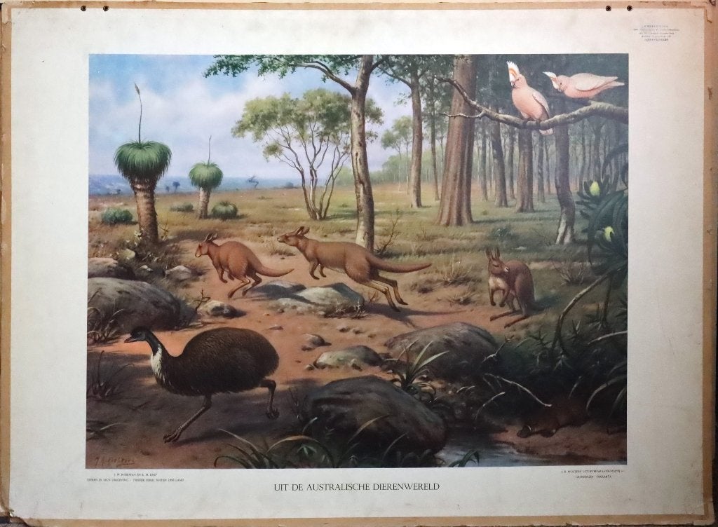 Uit de Australische dierenwereld / M.A.Koekkoek, Antiek en Kunst, Antiek | Schoolplaten, Ophalen, Geschiedenis