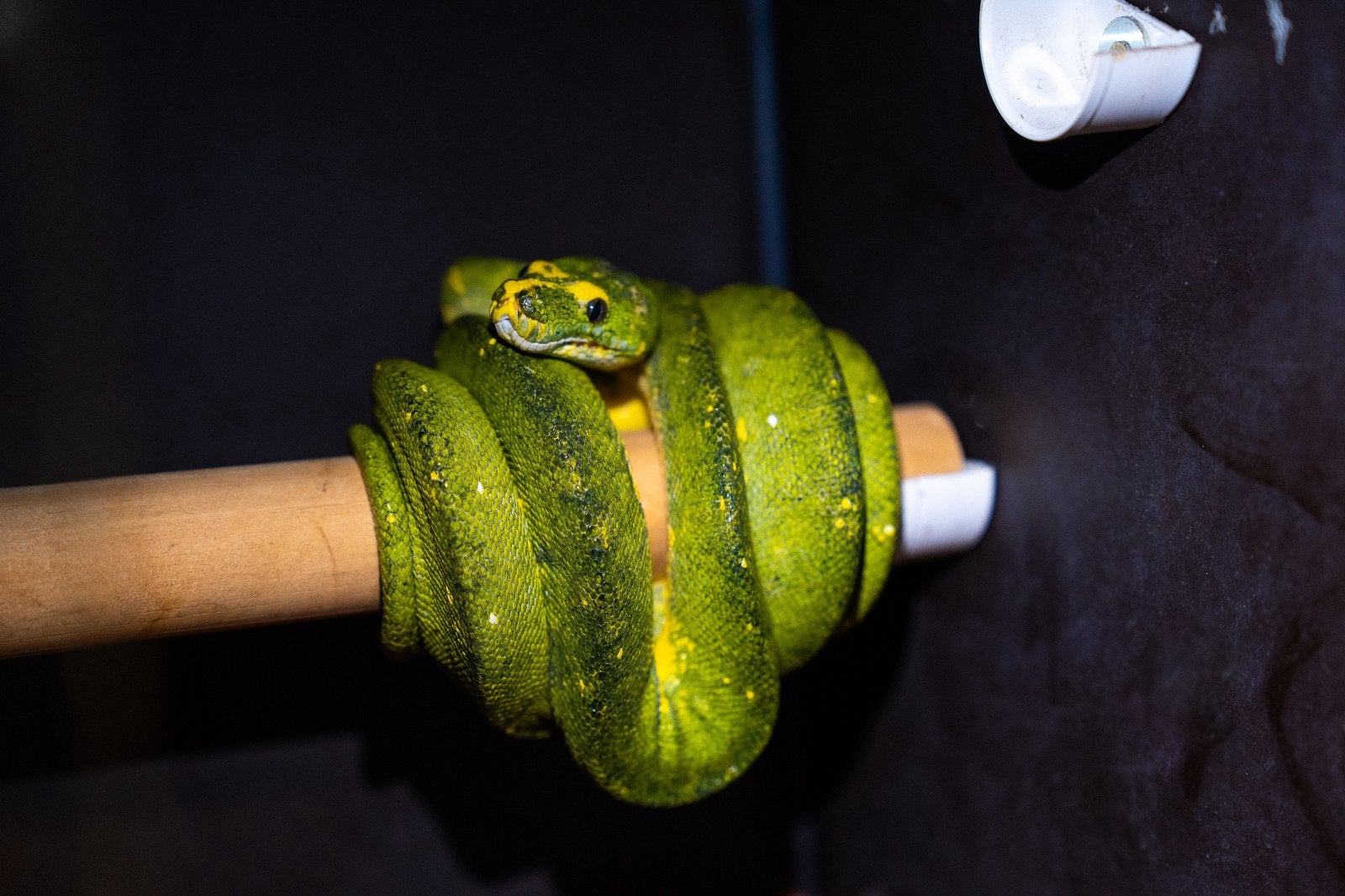 Morelia viridis Biak 1.0 (mannetje) | Volwassen, Slang, 3 tot 6 jaar