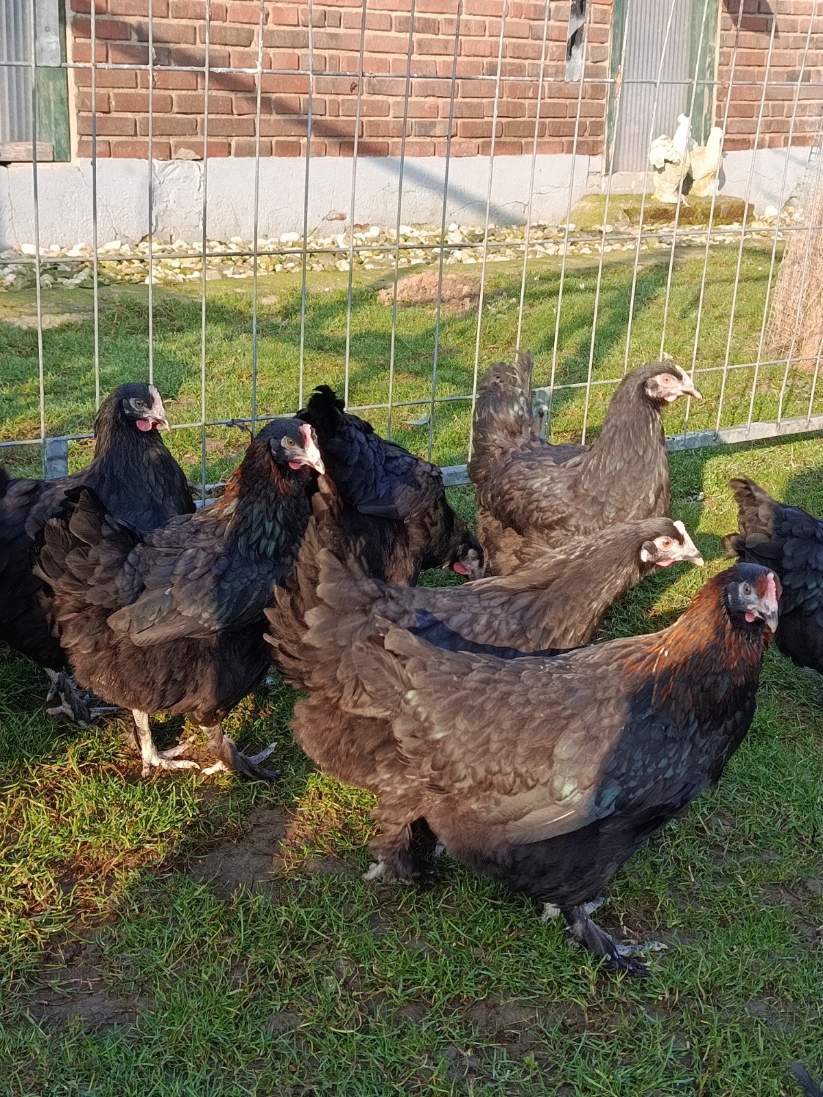Marans hennen te koop, Dieren en Toebehoren, Pluimvee, Vrouwelijk, Kip