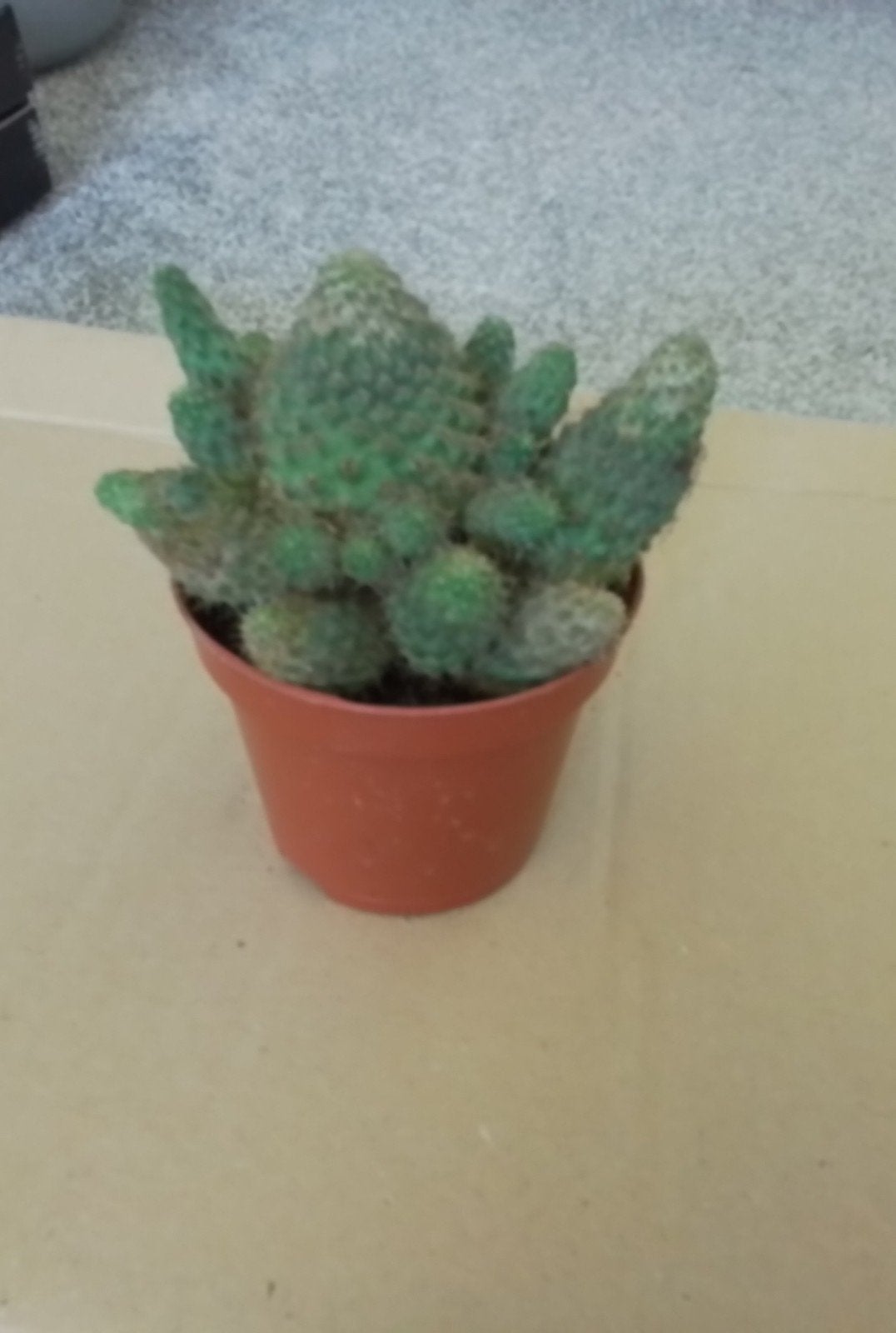 cactus plantje met veel uitlopers, Huis en Inrichting, Ophalen of Verzenden, Cactus, Minder dan 100 cm