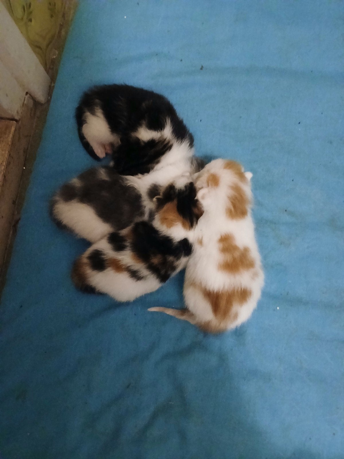 lieve kittens, Meerdere dieren