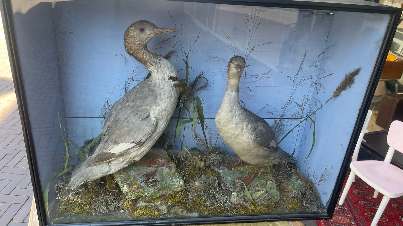 diorama kijkkast met opgezette vogels antiek circa 1850-1900, Verzamelen, Ophalen, Gebruikt, Vogel, Opgezet dier