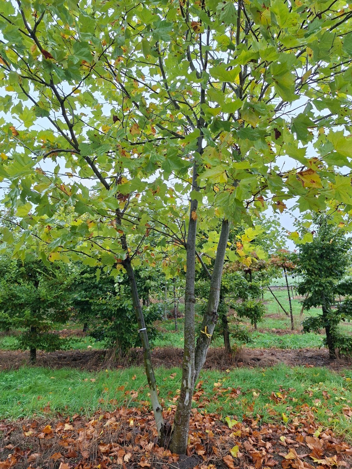 Meerstammige bomen, Platanus Hispanica - Grote XXL Platanen, Tuin en Terras, Ophalen, Volle zon, Overige soorten, 400 cm of meer