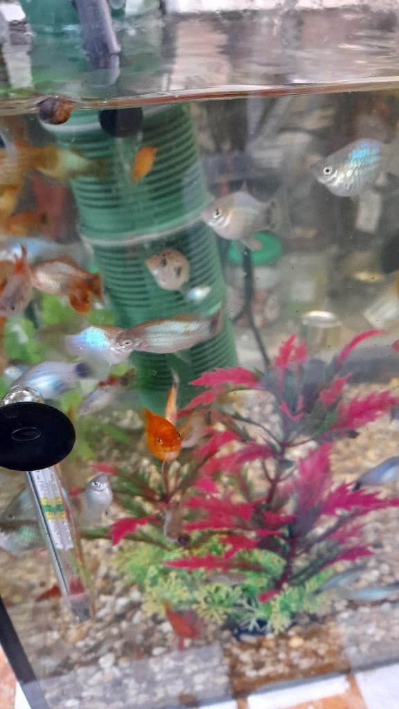 Te Koop Platys  ca. 6-7 Maanden oud, Dieren en Toebehoren, Vissen | Aquariumvissen, Vis, Zoetwatervis