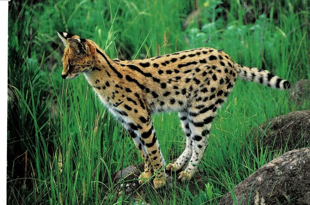 Serval, Verzamelen, Ansichtkaarten | Dieren, Ophalen of Verzenden, Gelopen, Wild dier