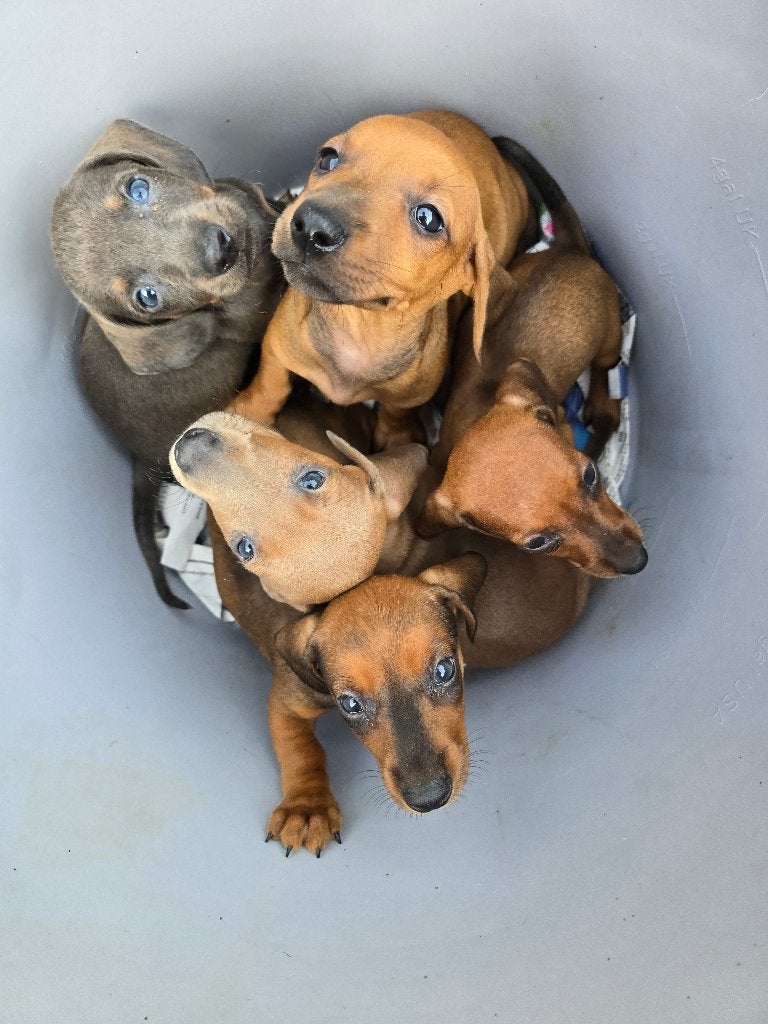 Teckel puppy's, Dieren en Toebehoren, Honden | Teckels en Dashonden, Parvo, Reu, 8 tot 15 weken, Korthaar