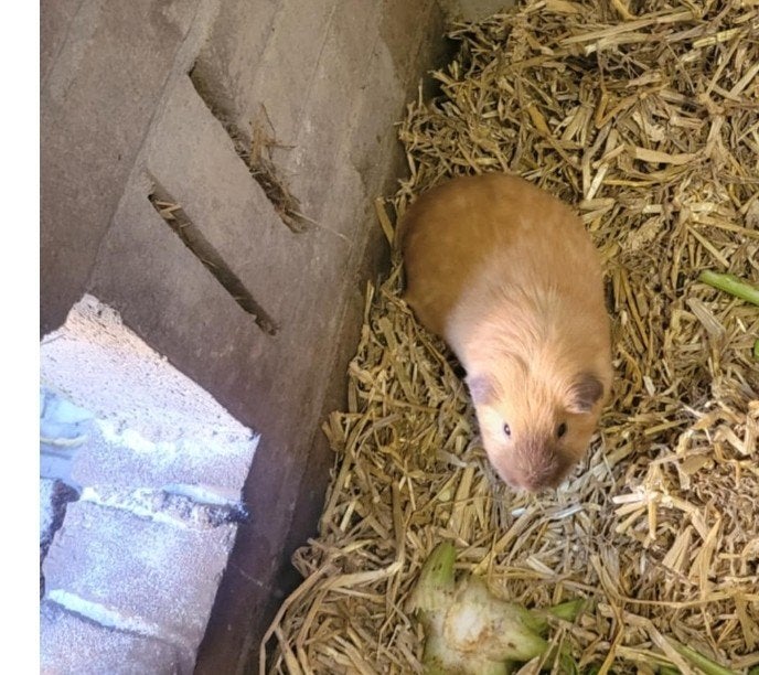 2 cavia mannetjes (gratis), Dieren en Toebehoren, Knaagdieren, Mannelijk, Tam, Maart, Cavia