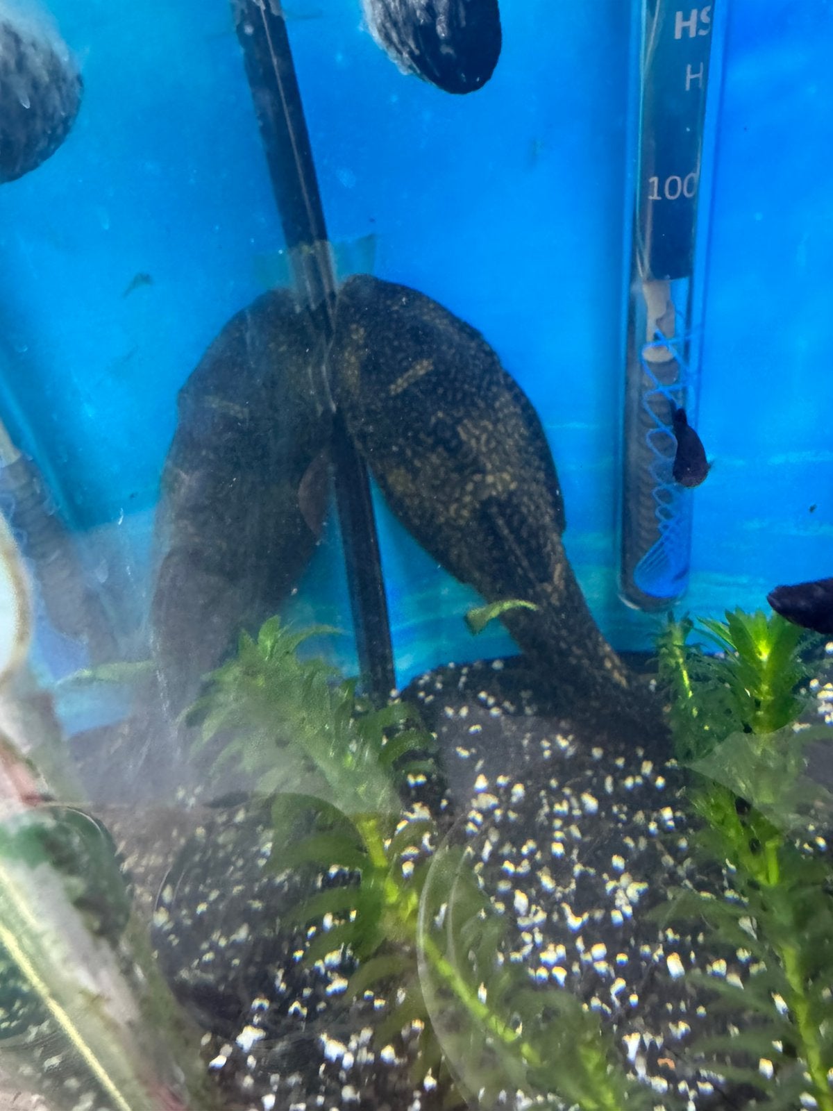 Pleco algeneter, Dieren en Toebehoren, Vissen | Aquariumvissen, Vis