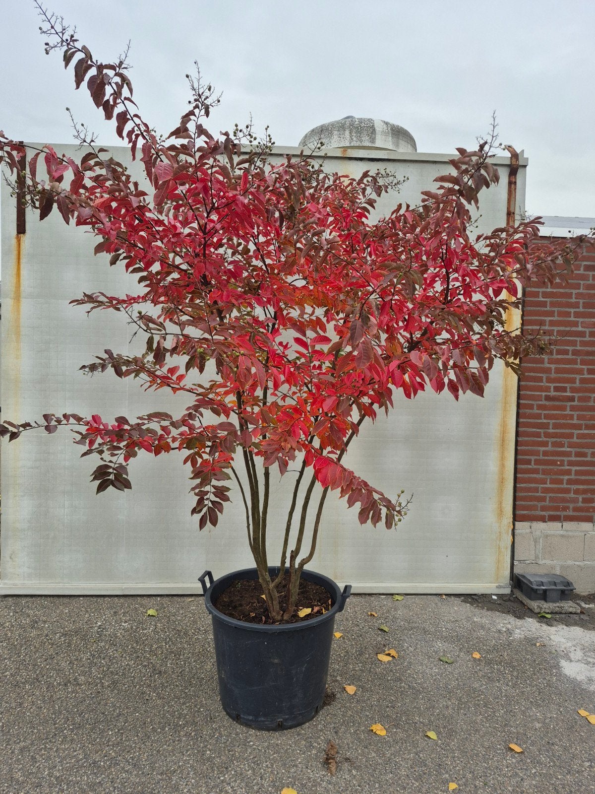 Lagerstroemia indica 'Natchez' - Indische sering, Volle zon, Vaste plant, Zomer, Ophalen
