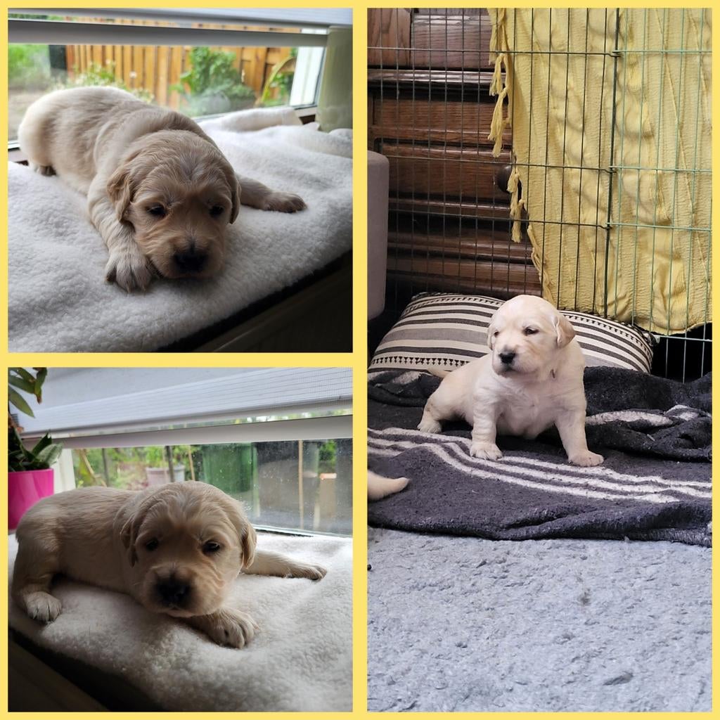 2 golden retriever reutjes beschikbaar, Dieren en Toebehoren, Golden retriever, Reu, 8 tot 15 weken, Parvo