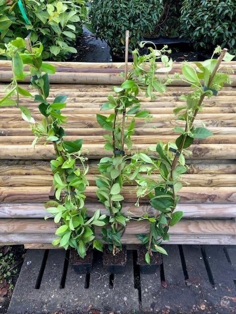 Nieuw binnen!! Toscaanse Jasmijn, 80-100 cm € 8,95 per stuk, Volle zon, Vaste plant, Ophalen of Verzenden, Klimplanten