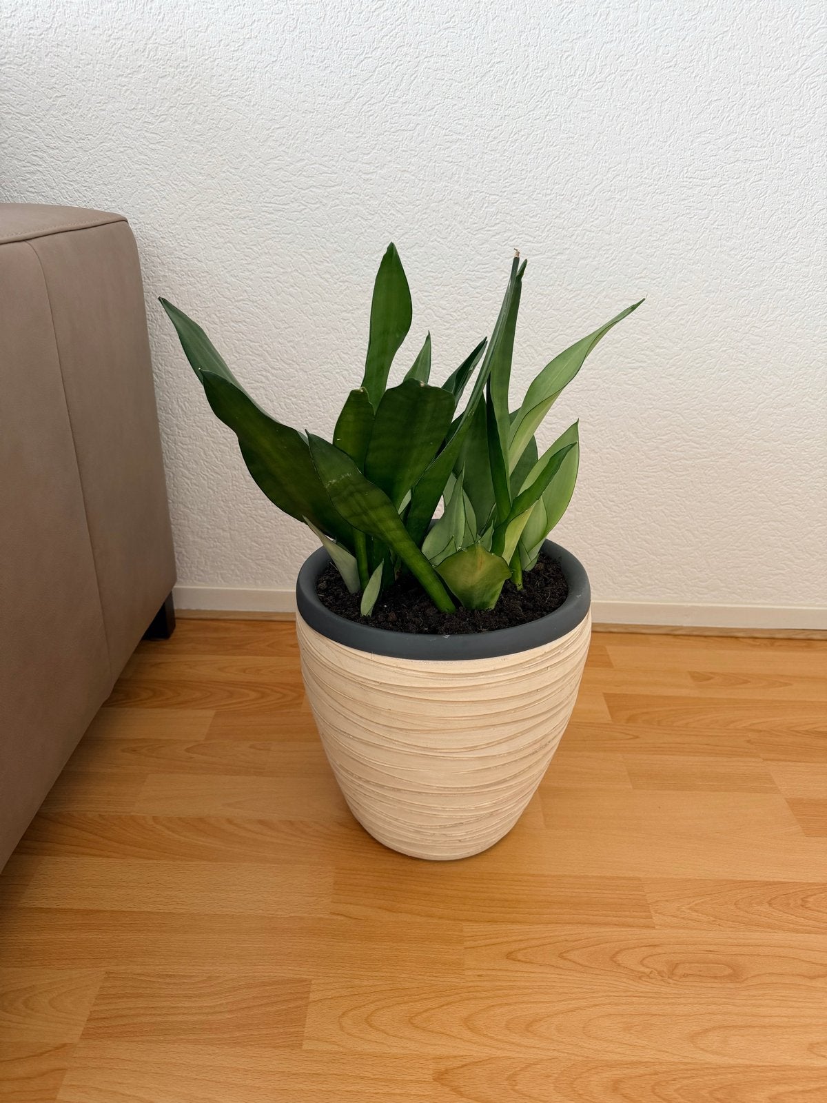 Sansevieria in pot - Makkelijke kamerplant, Ophalen, Overige soorten, Halfschaduw, In pot