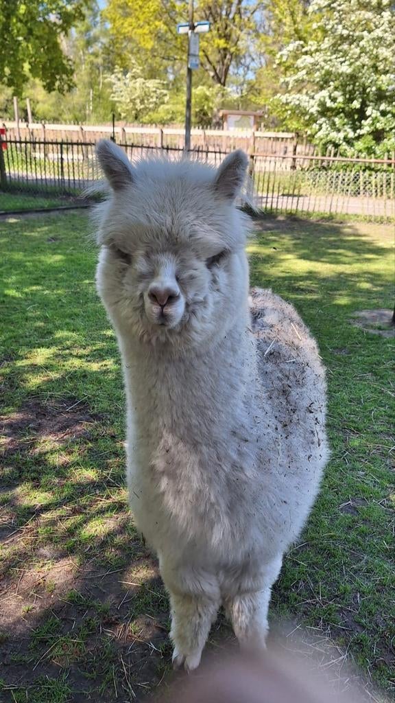 Gezonde, jonge, witte alpaca hengst, Dieren en Toebehoren, Ophalen