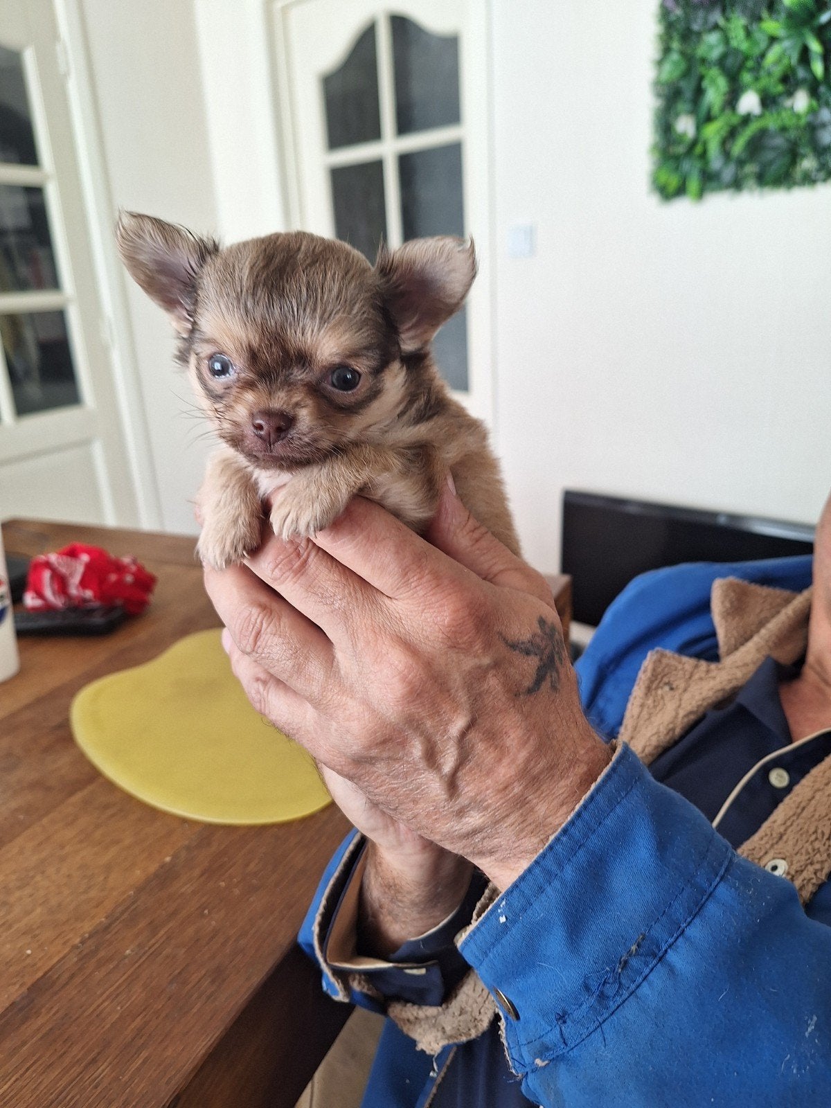 Mini chihuahua, langharig, reutje, Dieren en Toebehoren, Honden | Chihuahua's en Gezelschapshonden, België, Particulier, Reu, 8 tot 15 weken