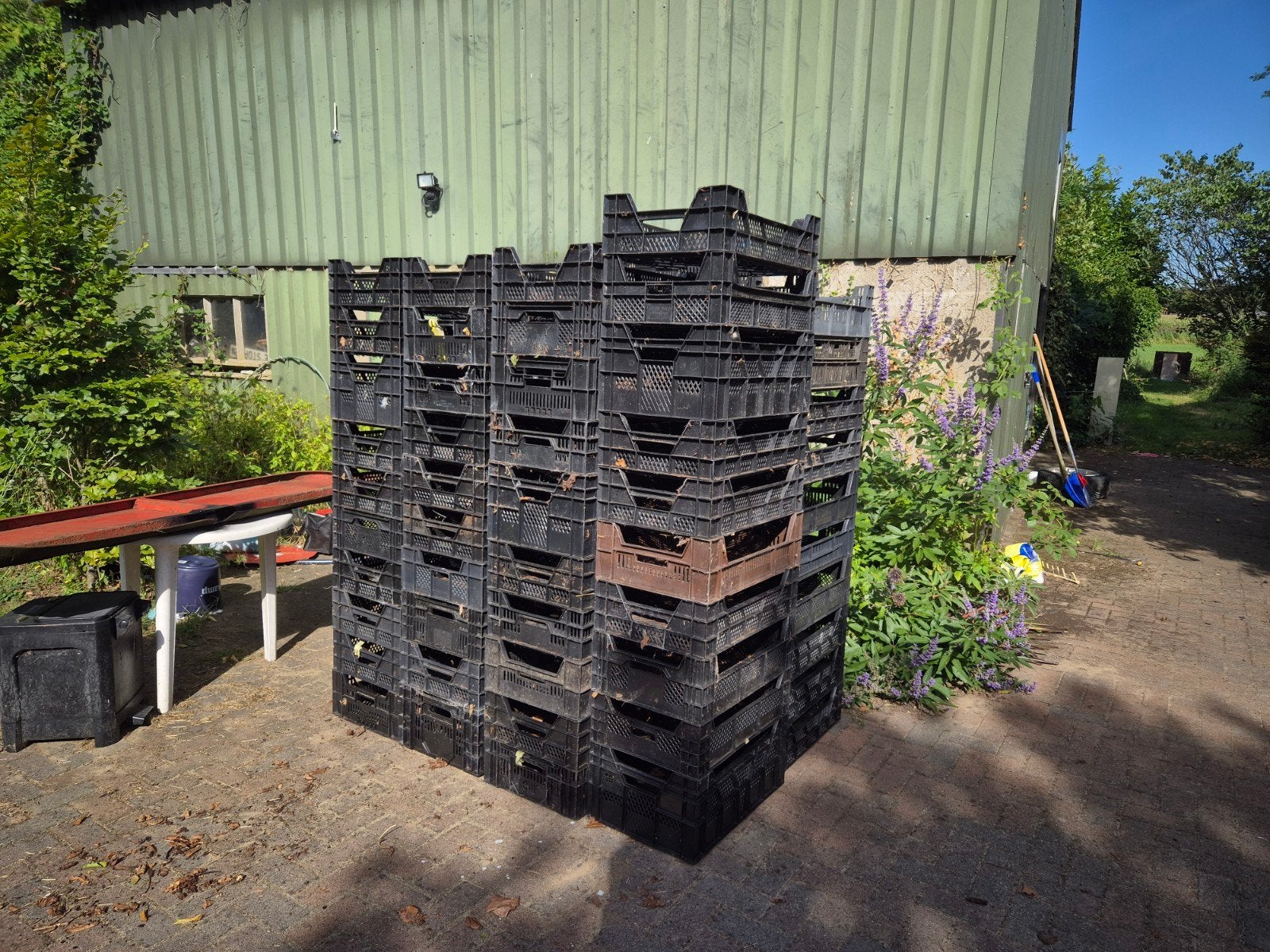 80 gebruikte planten kratten, diverse hoogtes, Ophalen, Overige soorten, Volle zon