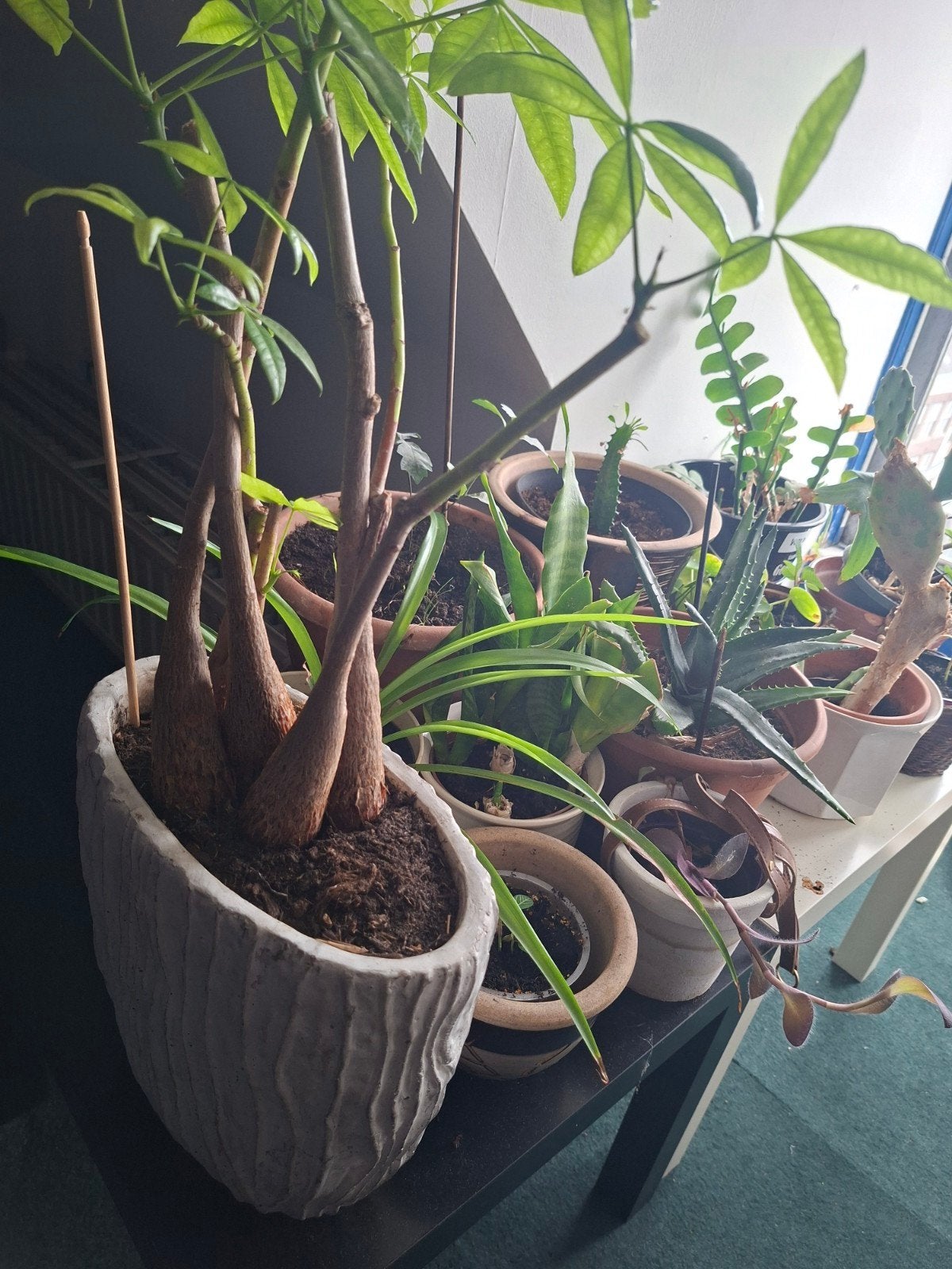 Mooie Pachira Aquatica (Geldboom) in pot, Ophalen, Overige soorten, Halfschaduw, In pot