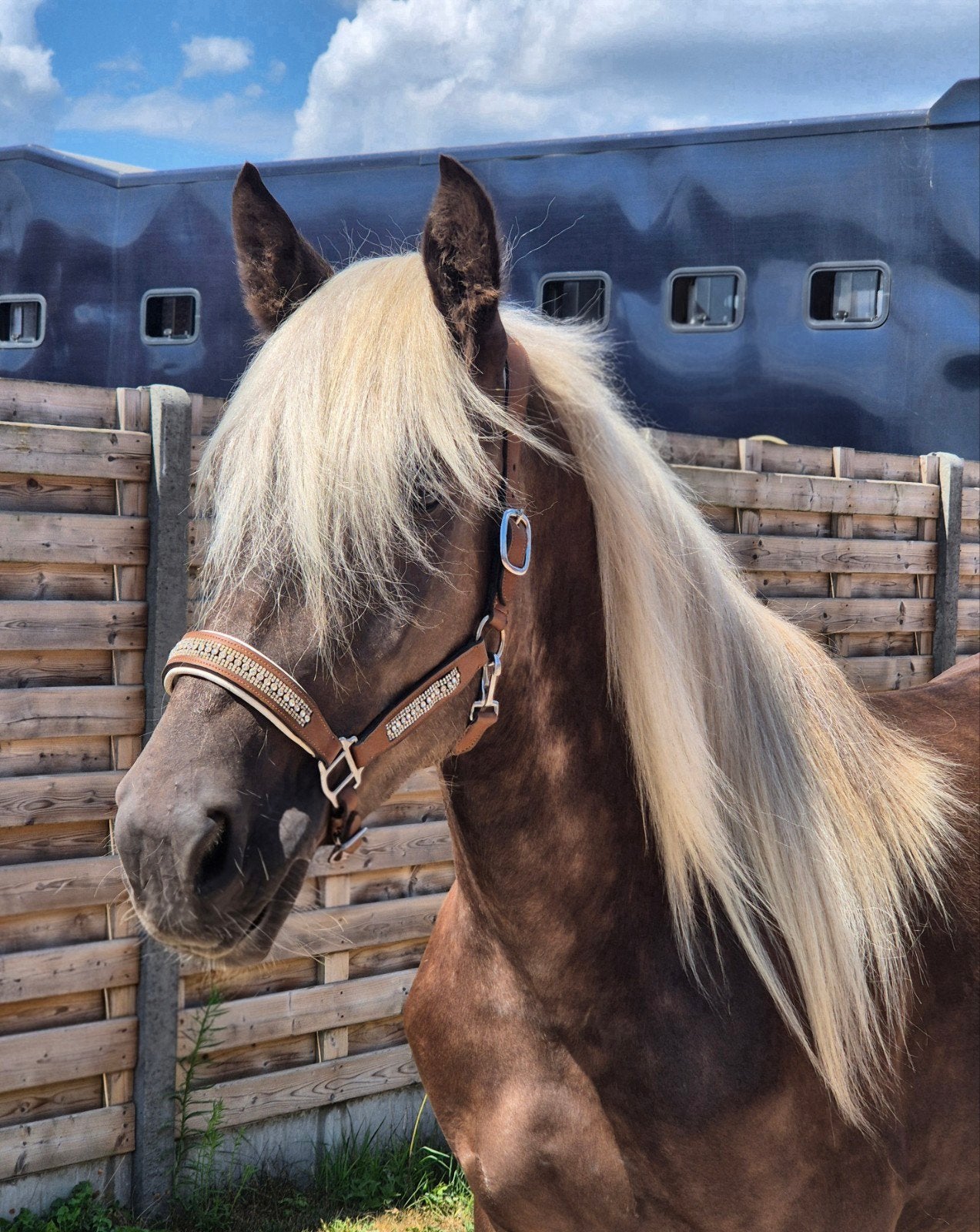 zeer mooie en brave merrie, Dieren en Toebehoren, Paarden, Merrie, Minder dan 160 cm, B, 3 tot 6 jaar