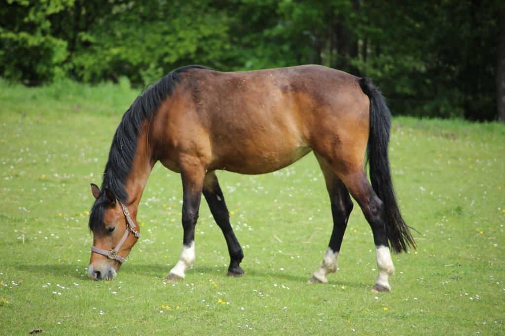 3 jarige New Forest merrie, Dieren en Toebehoren, Pony's, Merrie, 3 tot 6 jaar, Met stamboom, Onbeleerd
