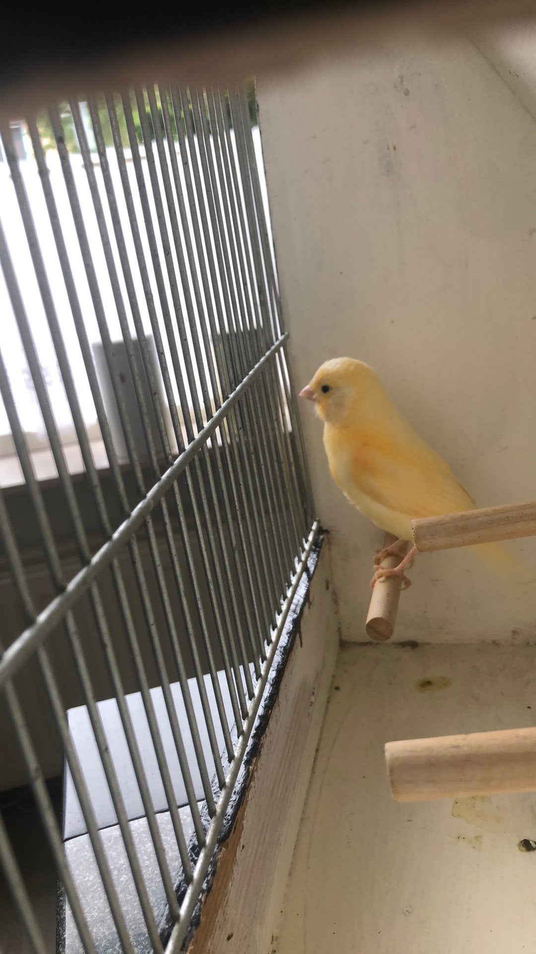 Te Koop ; Jonge Kanarie Pop, Dieren en Toebehoren, Vrouwelijk, Kleurkanarie