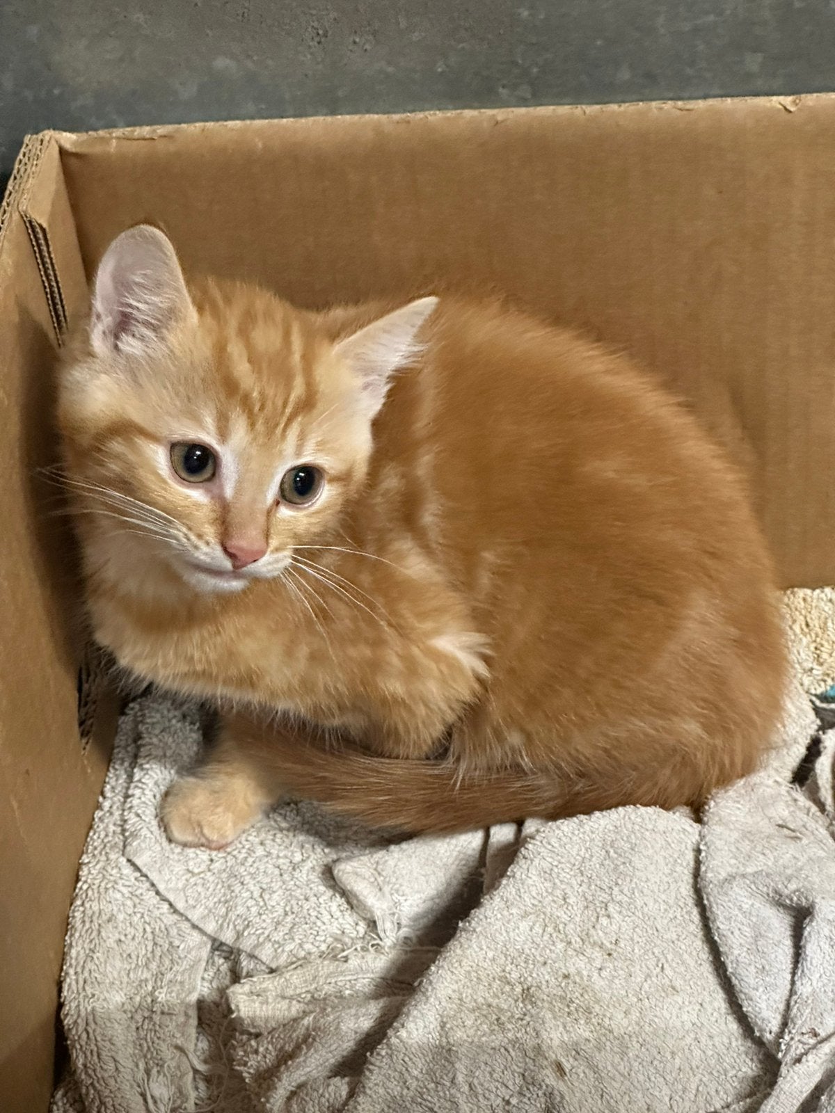 Te koop rode poes en grijs - zwart tijger katertje kitten, Meerdere dieren