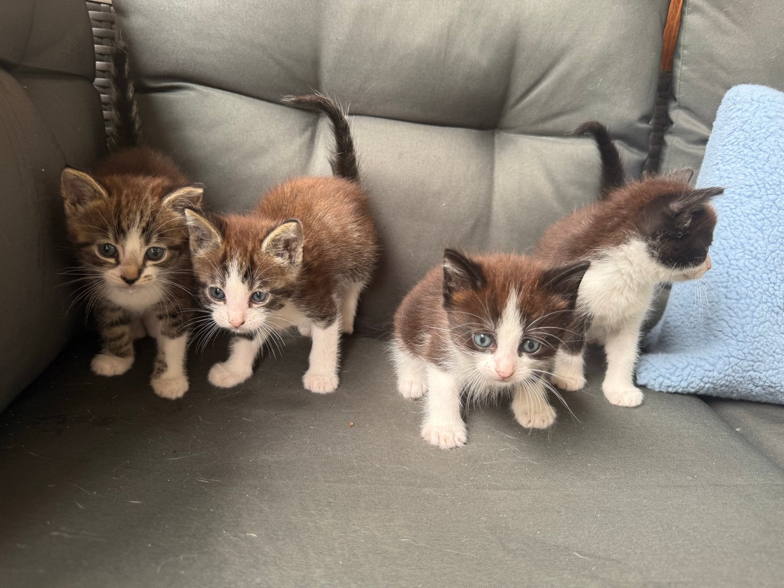 Kittens 2 maanden oud
