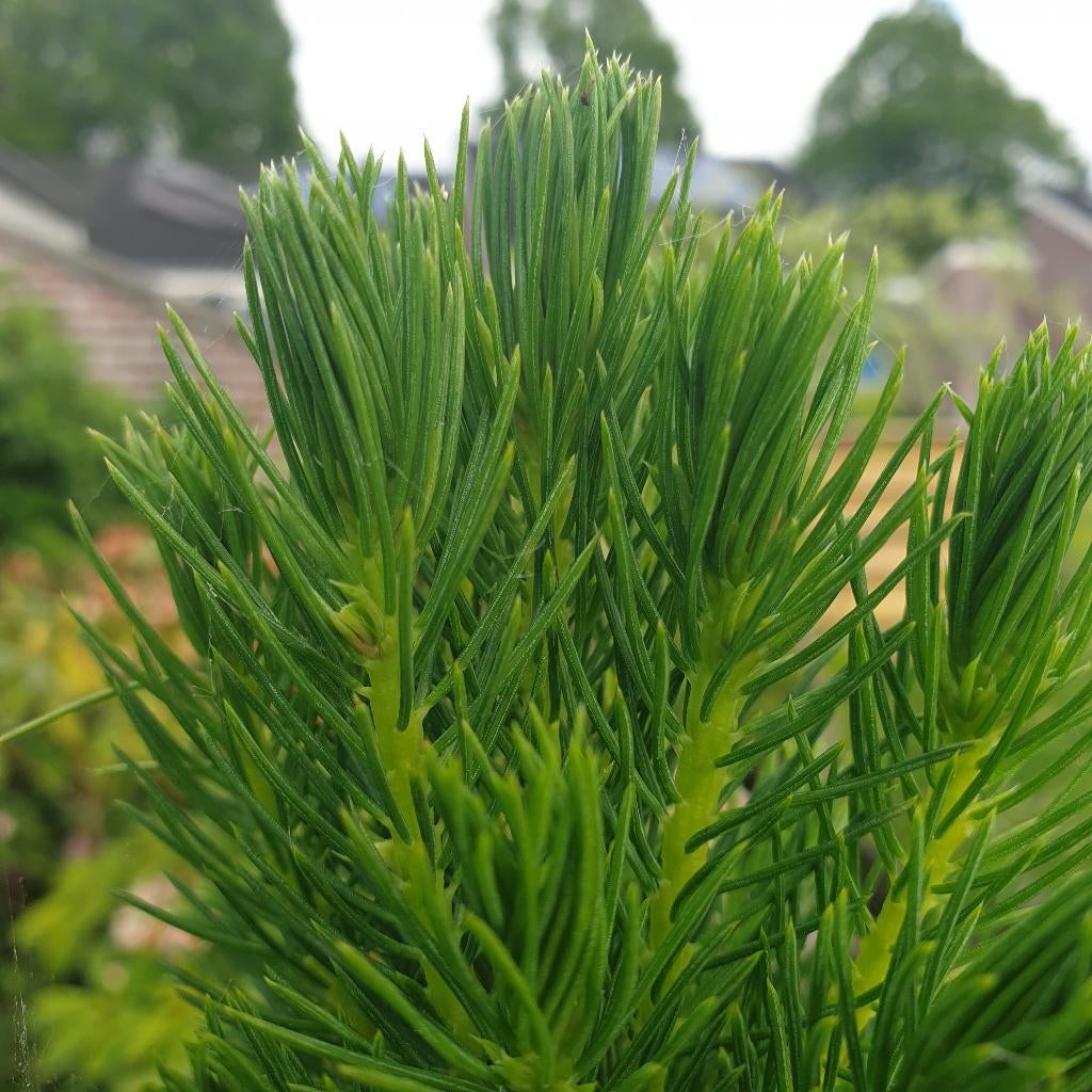 Picea Clauca (Zuckerhut) Naaldboom, Tuin en Terras, Planten | Bomen, Ophalen, Bloeit niet, Halfschaduw, Overige soorten