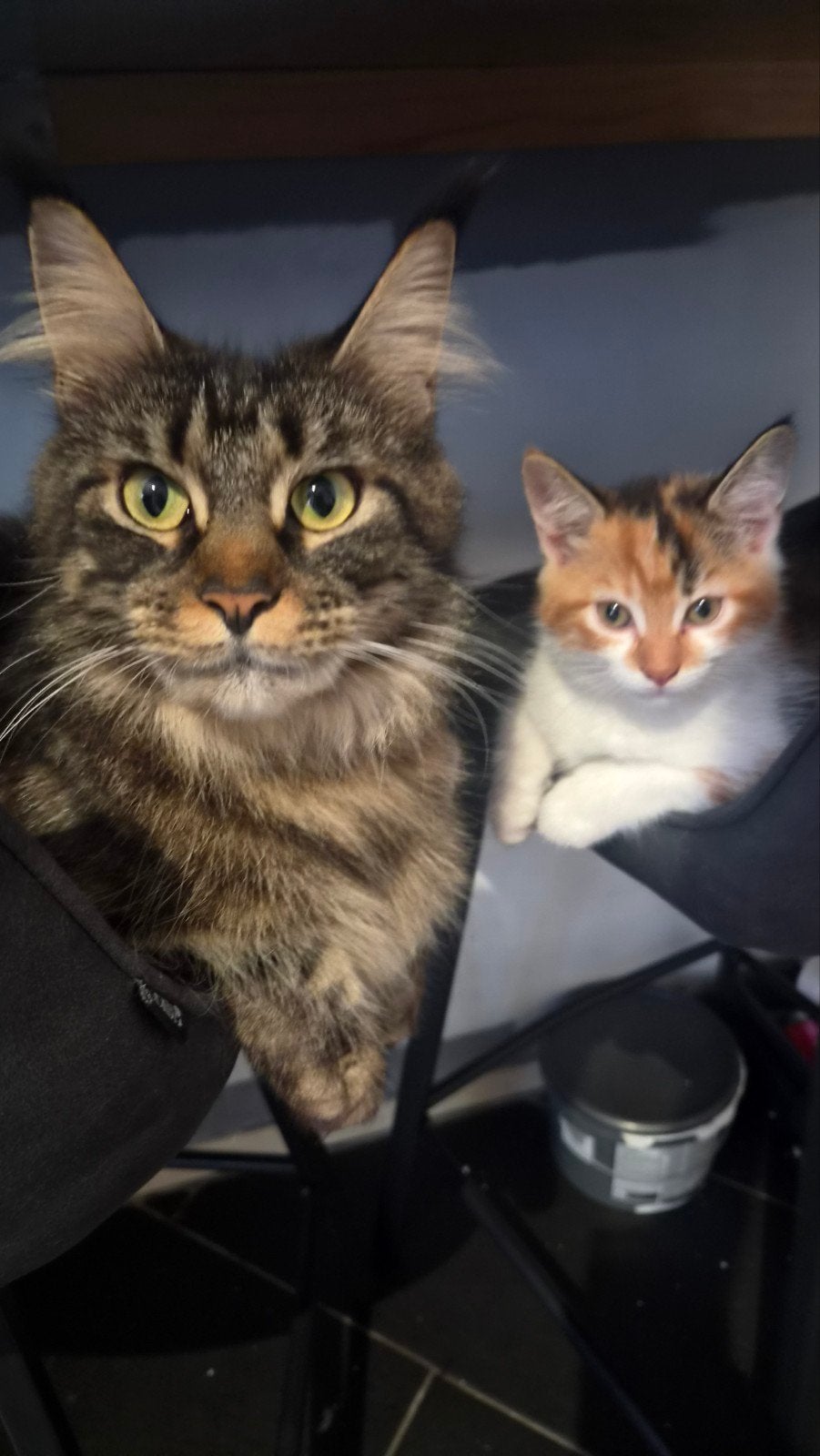 kruising Maine Coon kittens, Dieren en Toebehoren, Meerdere dieren, Met stamboom