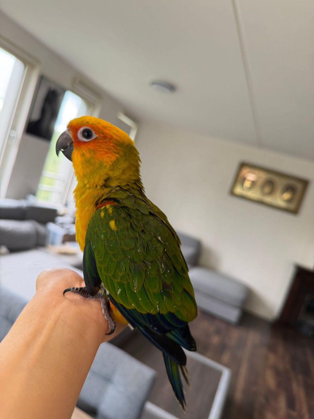 De laatste Super tamme baby’s zonparkieten., Dieren en Toebehoren, Geslacht onbekend, Parkiet, Geringd