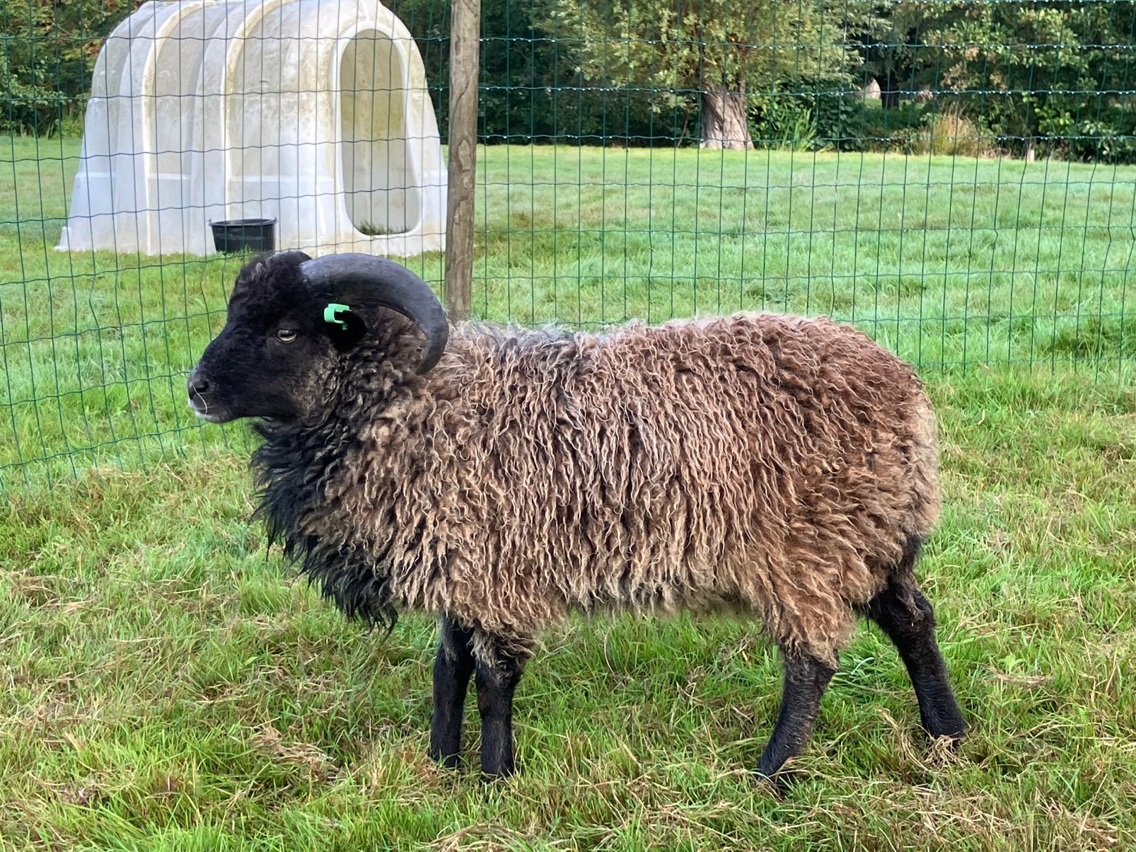 Grijze stamboek ouessant ram te koop., Dieren en Toebehoren, Mannelijk, Schaap