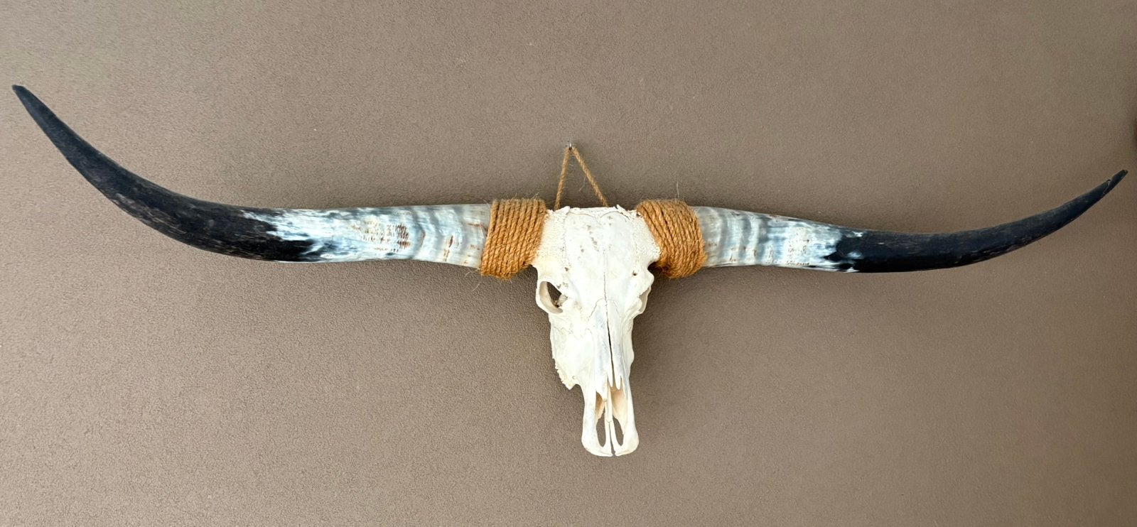 Longhorn skull, Ophalen, Gebruikt