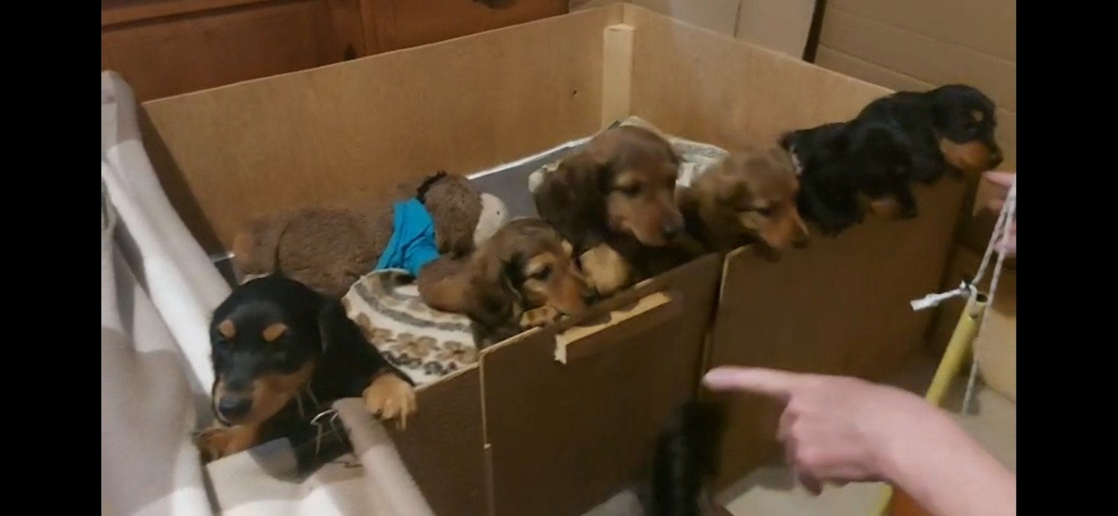 werpkist (hebben wij gebruikt voor dwergteckel), Dieren en Toebehoren, Hondenhokken, Ophalen, Zo goed als nieuw, 110 cm of meer