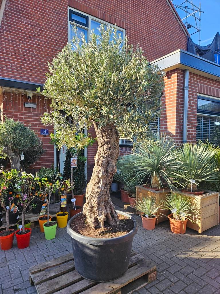 Grote dikke (100cm+ stam) olijfbomen, Volle zon, Ophalen of Verzenden, 100 tot 250 cm, Olijfboom