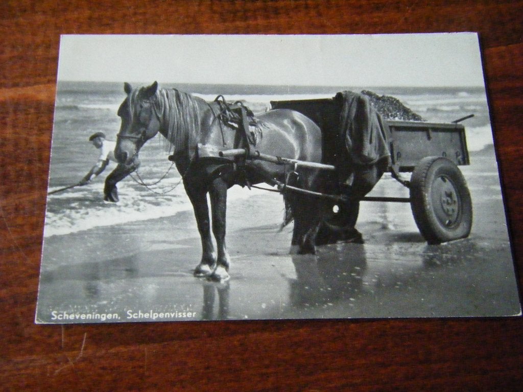 R40 - Scheveningen - Schelpenvisser - Paard - Mooi/Oud, Ophalen of Verzenden, 1940 tot 1960, Zuid-Holland