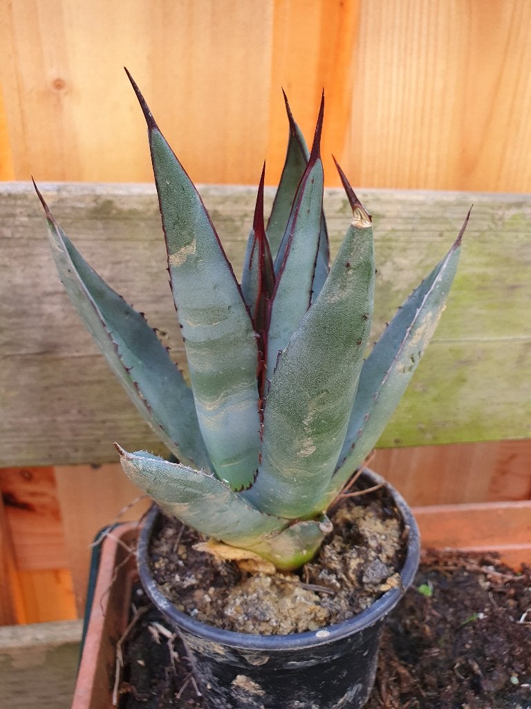 Agave nickelsiae x A. scabra, Ophalen of Verzenden, Bloeit niet, Overige soorten, Volle zon