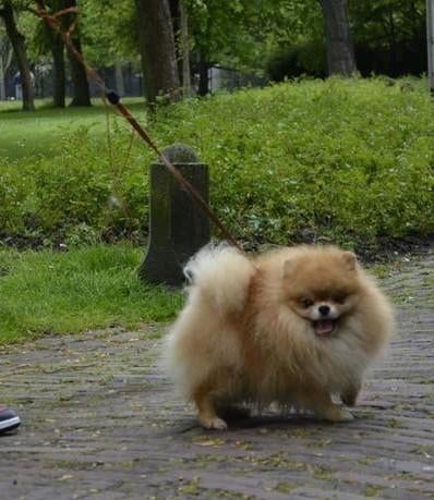 Pomeranian pomeriaan Reu, Poolhond, Eén hond, 3 tot 5 jaar, Nederland