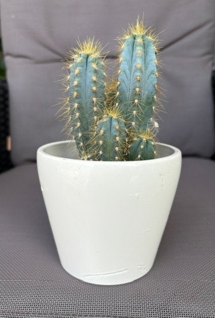Cactus, Ophalen, Overige soorten, Volle zon