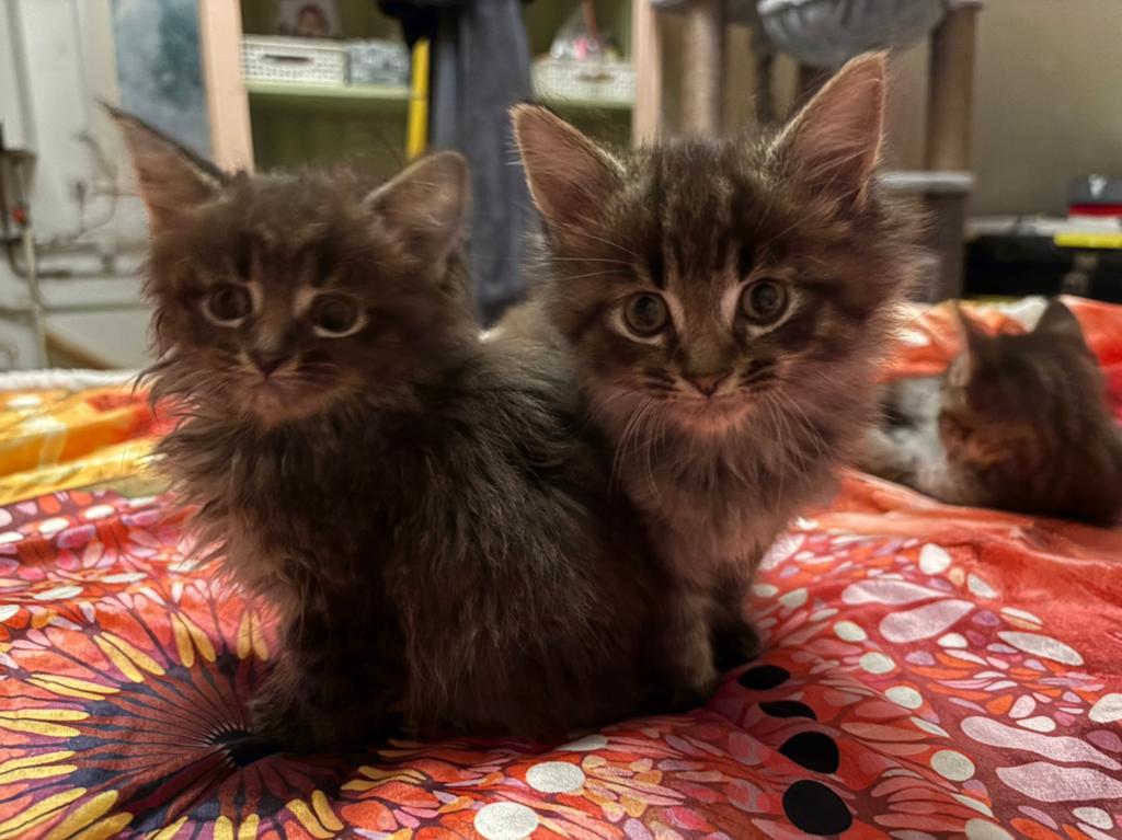 2 langharige kittens broer en zus 8 weken mogen direct mee, Meerdere dieren, Langharig, 0 tot 2 jaar