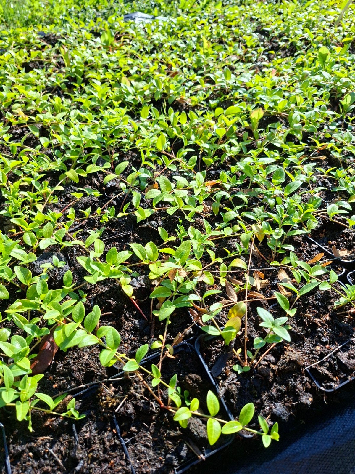 vinca minor blauw-wit-paars (maagdenpalm), Ophalen of Verzenden, Vaste plant, Bodembedekkers, Volle zon