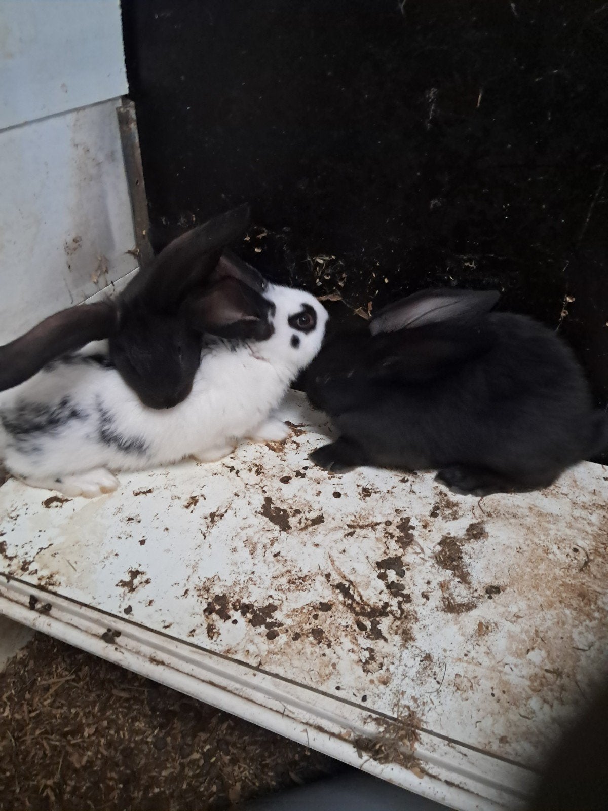 lotharingen groot, Dieren en Toebehoren, Meerdere dieren, Groot, 0 tot 2 jaar