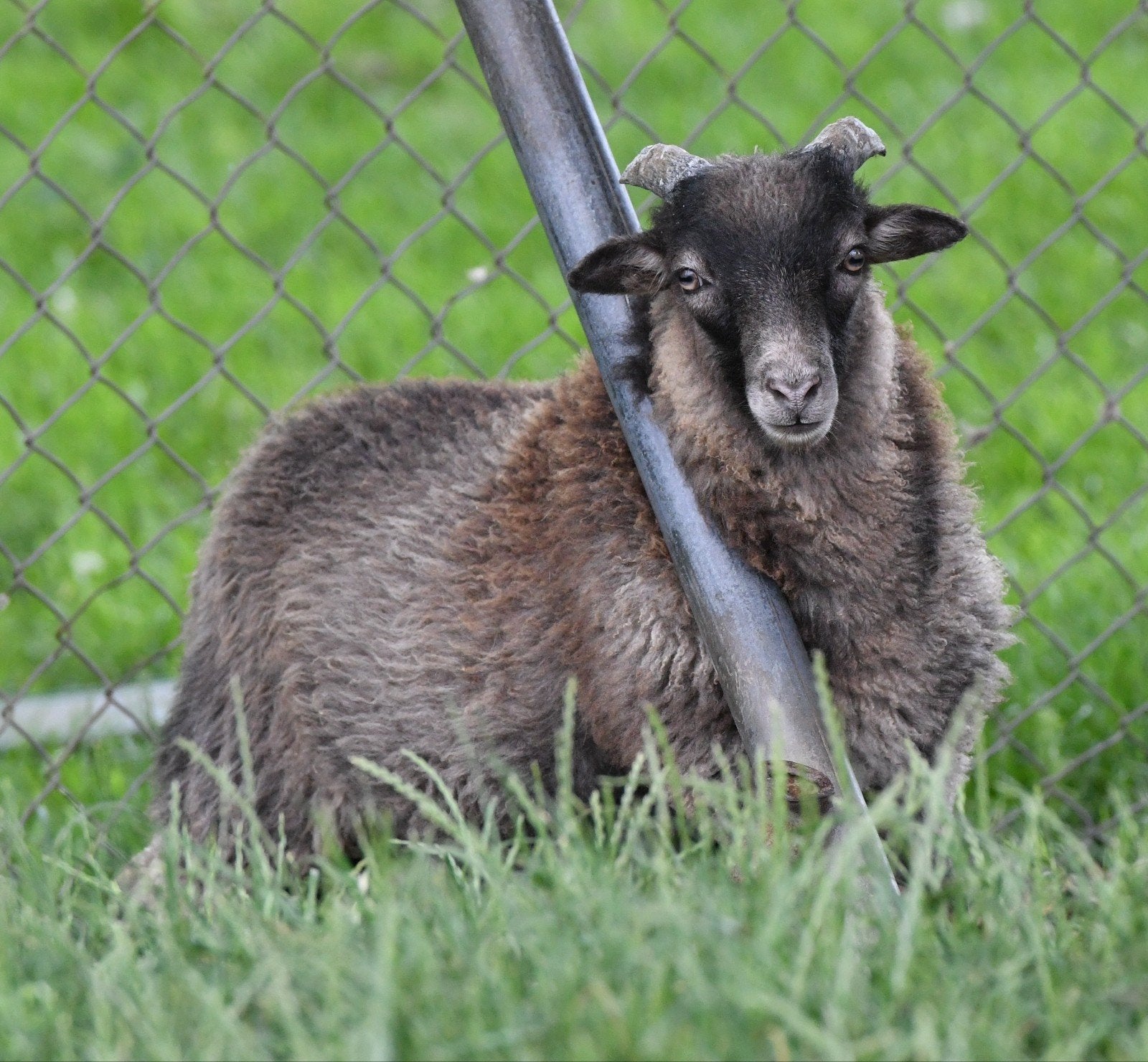 2 mooi gekleurde quessant rammetjes, Mannelijk, Schaap, 0 tot 2 jaar